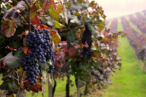 Vineyards-Colli-di-Parma-ph_Meridiana-Immagini-800x530